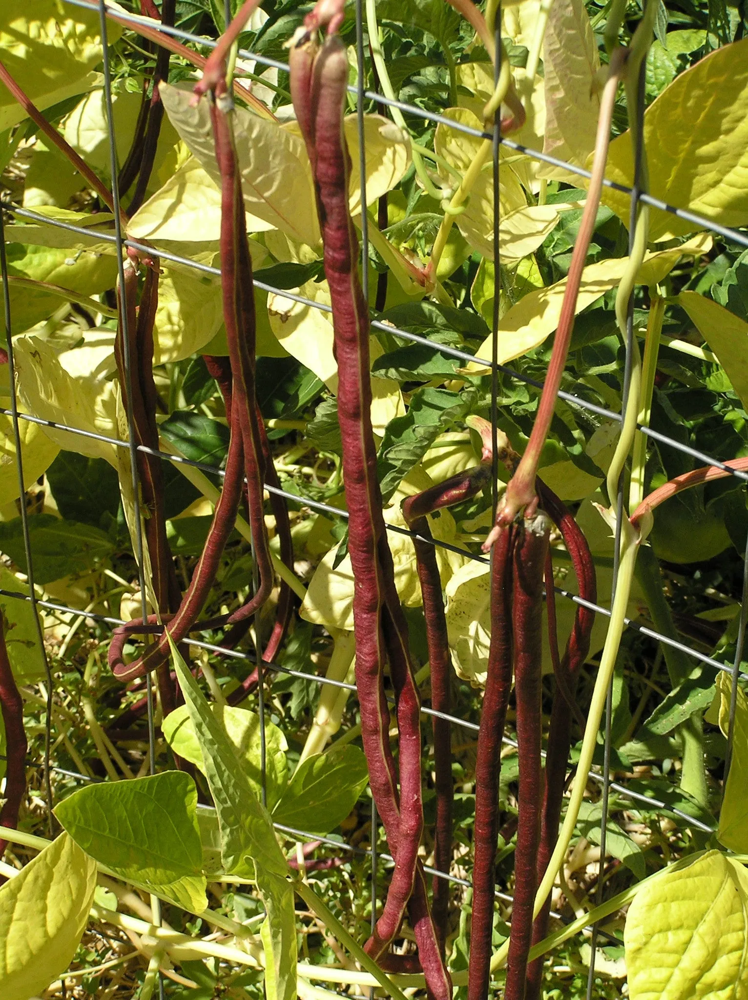 Chinese Red Noodle Bean