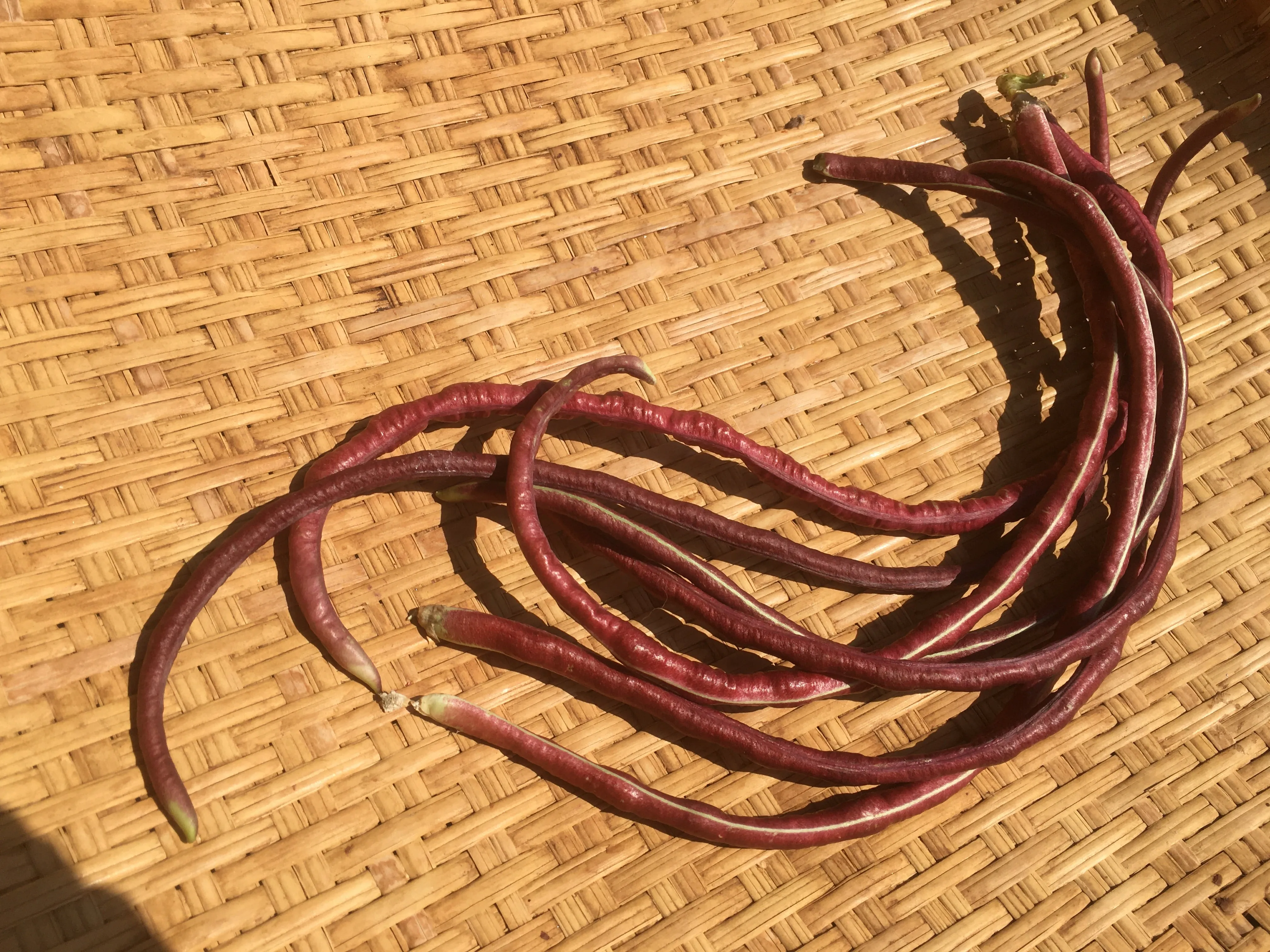 Chinese Red Noodle Bean